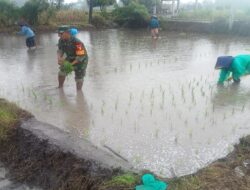 Dukung Ketahanan Pangan Wilayah, Babinsa Sumberboto Bantu Petani Tanam Padi