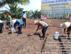 Polres Labuhanbatu Tanam Jagung di Kebun PT. Siringo Ringo