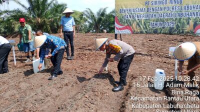 Polres Labuhanbatu Tanam Jagung di Kebun PT. Siringo Ringo